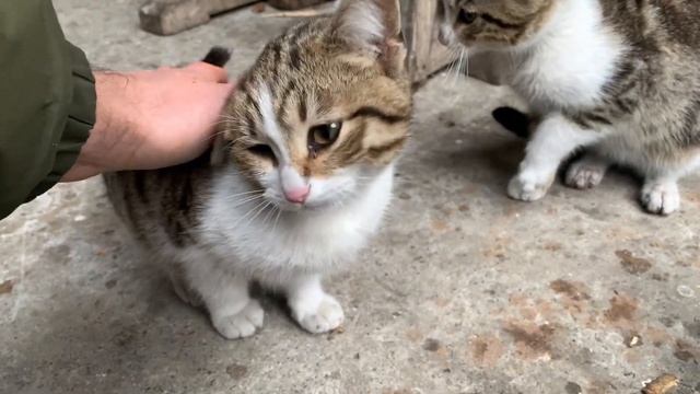 Adorable Kittens love will warm your heart.. смотреть онлайн