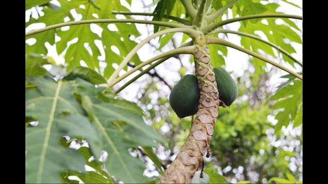 Africa Banana - Papaya