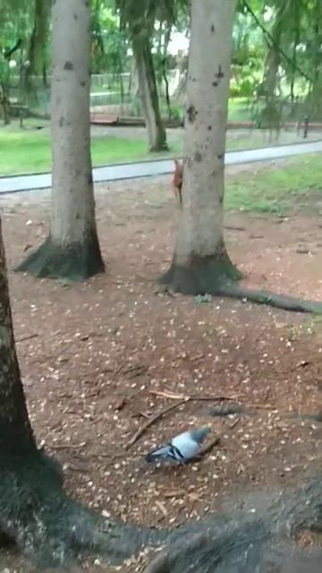 Смотри! Белка, белка 🐿️🥜 смотреть онлайн