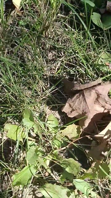 Незнаю какое название придумать просто маленькая ящерица 🦎🌿💙💚💙💚💙💚💙💚 смотреть онлайн