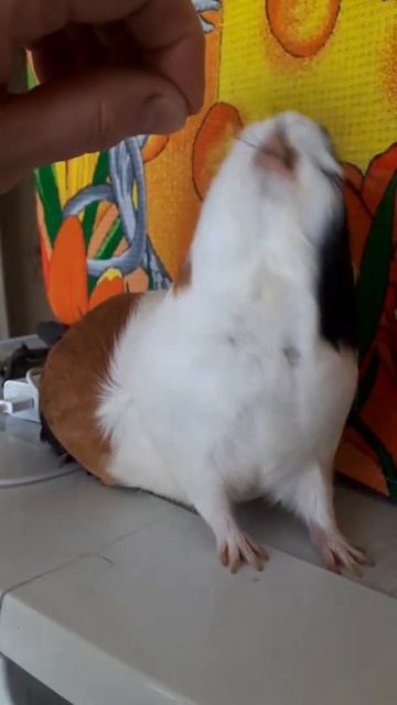 Моя морская свинка Джульетта / My guinea pig Juliet смотреть онлайн