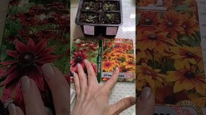 Обзор рассады цветов 10.04.2025