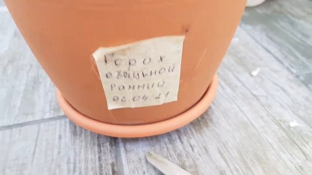 01.06.21г. пробуем первый горох)))) смотреть онлайн