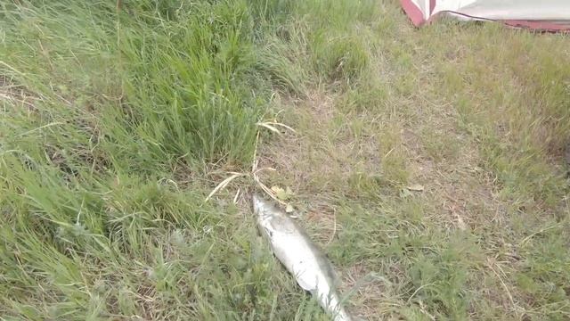 Расставили донки, поплывки и клюнул Большой судак смотреть онлайн