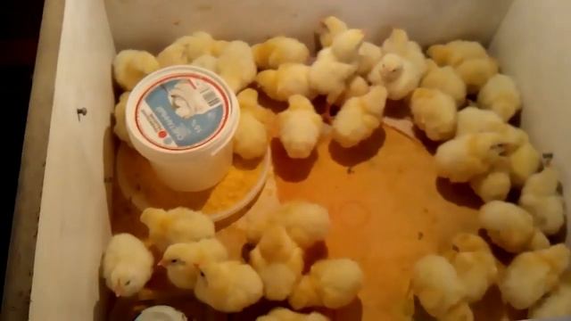 1й вывод из большого инка бройлеров и несушки смотреть онлайн