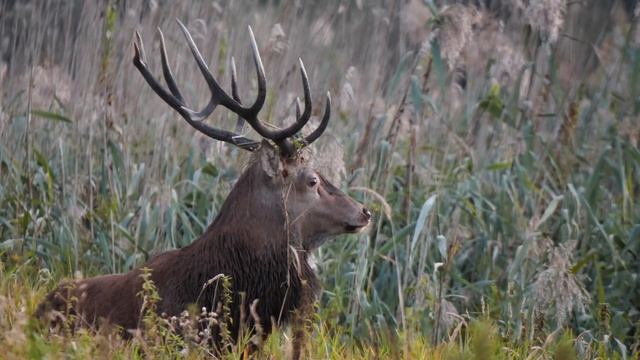 Wildes Brandenburg: Der Herbst im Nationalpark Unteres Odertal смотреть онлайн