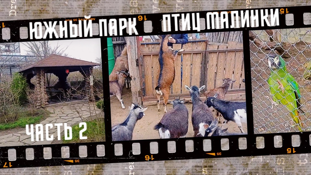 Южный парк птиц Малинки 2025, часть 2.
