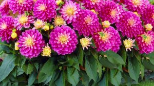 7 ЦВЕТОВ, которые можно посеять в апреле!