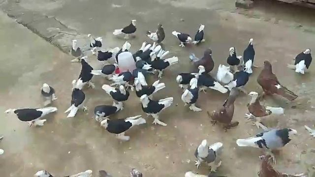 Андижон кабутарлари клуби Клуб Андижанские голуби Andijan pigeons الحمام انديجان смотреть онлайн