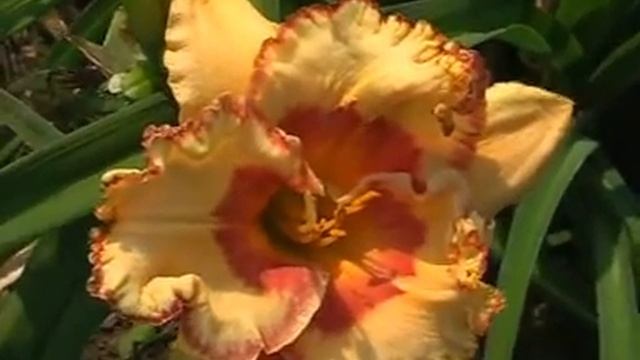 Лилейник daylily THE WHOLE WORLD SINGS смотреть онлайн