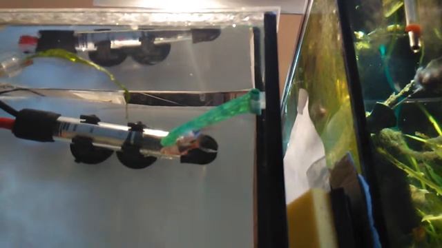 Trigonostigma heteromorpha breeding смотреть онлайн