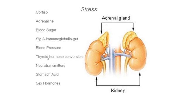 The Connection between Gut Health, Brain Health and Behavior смотреть онлайн