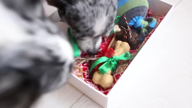 Новогодний DIY: шьём одежду, игрушки и лакомства для собаки! 🎄✂️ смотреть онлайн