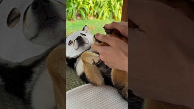 Кайфует пёсик 🥰🥰🥰 смотреть онлайн