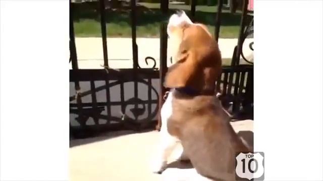 ТОП 10 ПРИКОЛОВ смешные СОБАКИ лучшие ПРИКОЛЫ 2014 смотреть онлайн