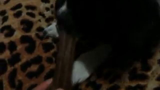 Японский хин БОНЯ смотреть онлайн