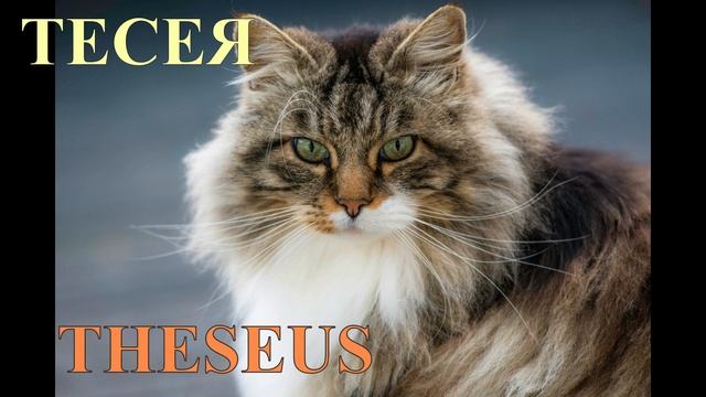 Как красиво назвать кошку смотреть онлайн