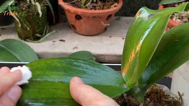 Don't Rush To Throw Away Damaged Lemons! You Will Realize Its Magical Effects Immediately