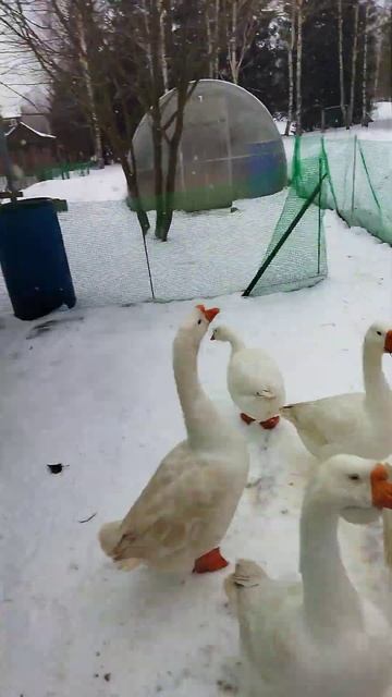 Яйцекладка у гусей закончилась. смотреть онлайн