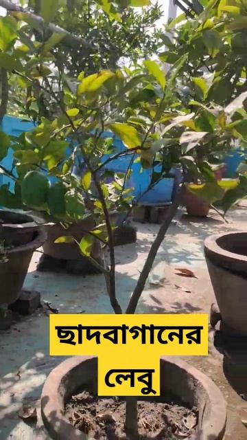 ছাদবাগানের লেবু#garden #gardening #hybrid #thai #lemon #lemonade #winter #লেবু смотреть онлайн