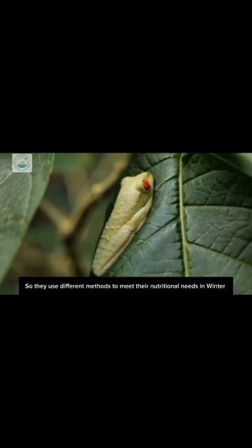Animal Interaction in Ecology | Adaptations | Spp vs Changing Environment смотреть онлайн