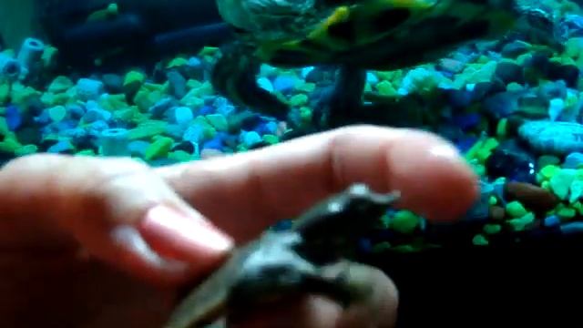 trin смотреть онлайн