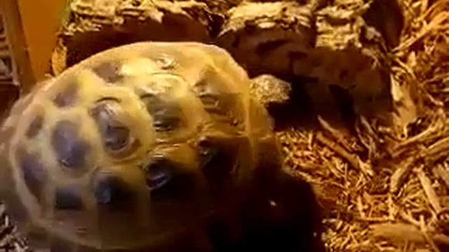 Russian Tort смотреть онлайн