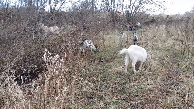 Пасу коз в ноябре