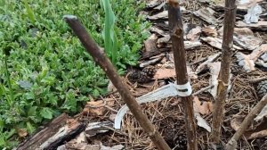 Лопнула кора на метельчатых гортензиях 😲🤷БЕЗ ПАНИКИ....