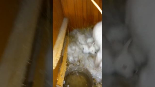 Кролики вилезли из пуха смотреть онлайн