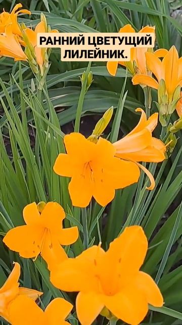 РАННИЙ, ЦВЕТУЩИЙ ЛИЛЕЙНИК. смотреть онлайн