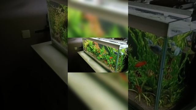 Аквариум смотреть онлайн