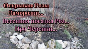 Открываю Розы...Весенняя посадка Роз..Заморозки...Черенки не замерзнут