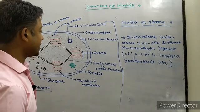 #Structure_and_function_of_Plastids Structure and function of Plastids смотреть онлайн