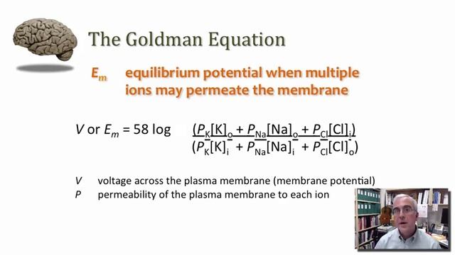 MN2 3 2 3 Ionic Basis of the Resting MembranAv20468151,P3 смотреть онлайн