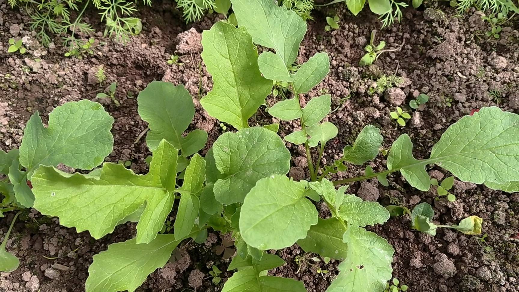 7 правил выращивания РЕДИСА, чтобы редис не ушел в ботву и стрелку! смотреть онлайн