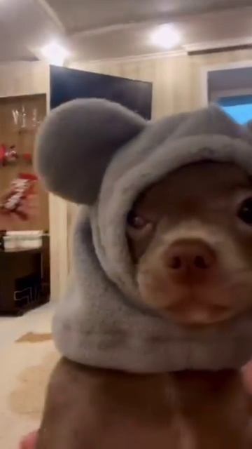 У Локки новая обновка 😂 смотреть онлайн