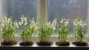 Выращивание дельфиниума из семян. Тихоокеанский и Новозеландский дельфиниум в чём разница - Советы д