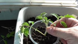 Укореняю верхушки помидоров