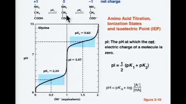 Brown U BIOL 0280 Lecture 1 Amino Acids and Peptide смотреть онлайн
