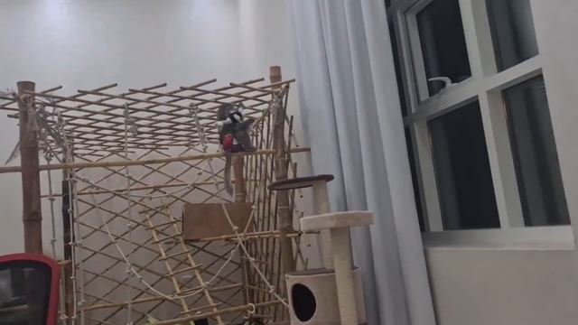 Ники и страус! сегодня ей очень нравится страус 😄 смотреть онлайн
