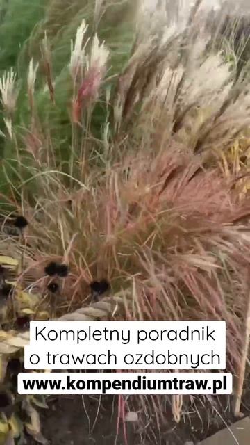 Kompendium traw ozdobnych #trawyozdobne смотреть онлайн