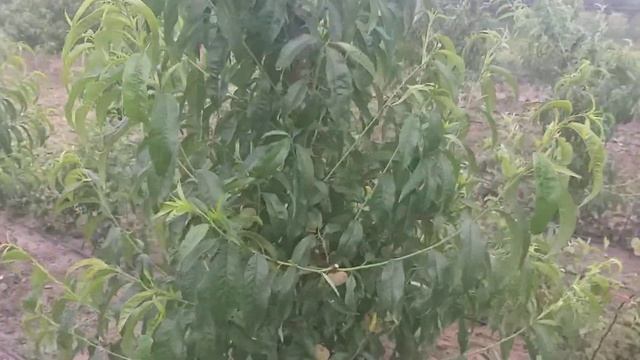 Персики Прикарпаття/ peaches of Prykarpattia . Персик інжирний пінк рінг та світ рінг смотреть онлайн