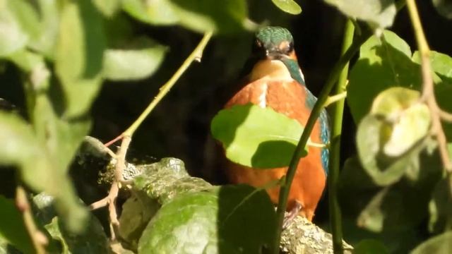 Kingfisher at the Old River, Irlam смотреть онлайн