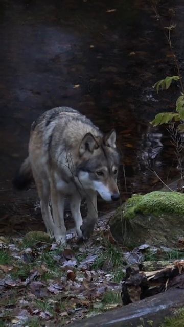 Winter Wolf In Sweden
