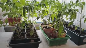 Нашатырный Спирт для рассады томатов. Рассада хорошеет на глазах.