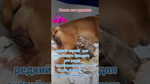 редкость  роды  английской  бульдожки