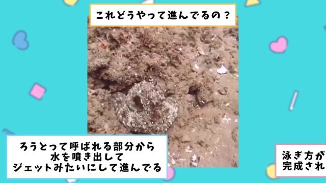 【2ch動物スレ】タコの擬態能力、ガチでヤバいｗｗｗｗｗｗｗｗｗｗｗｗｗｗｗｗｗ смотреть онлайн