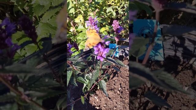 Anise Hyssop AGASTACHE 'Purple Haze' butterfly candy смотреть онлайн