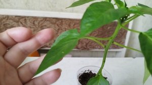 Светлые пятна на листьях перца- внимание! ТРИПС!